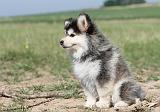 CHIEN FINNOIS DE LAPONIE 501